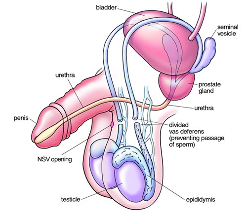 Premium Vector  Male vasectomy anatomy of the male reproductive system